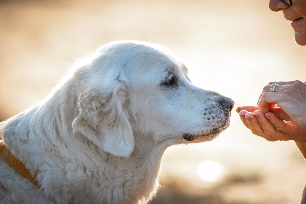 A heartwarming moment between a dog and its owner in warm, soft lighting.